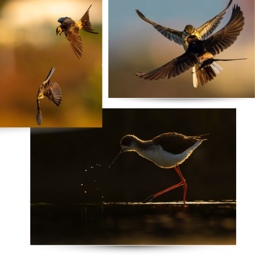 Long Valley Bird Photography